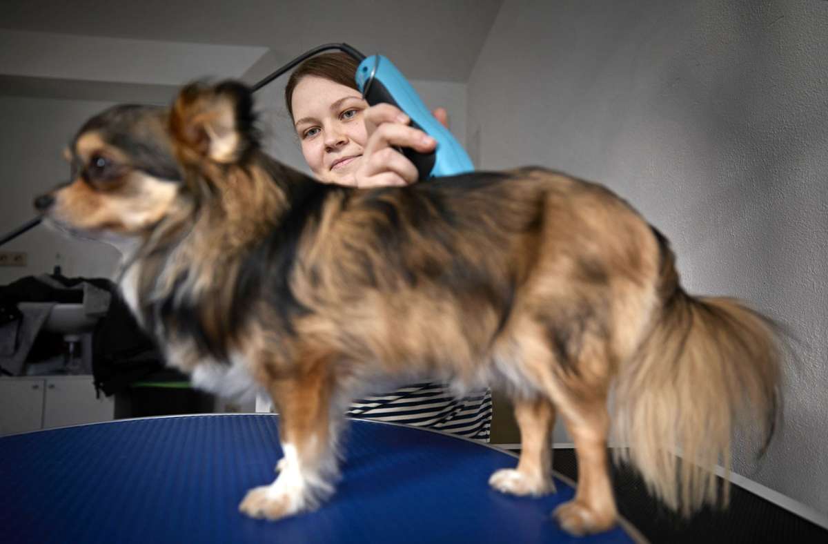 Julia Idler und der  Chihuahua Dirk: Er ist ein tierisch freundlicher  Kunde mit viel Geduld auf dem Behandlungstisch. Foto: Gottfried Stoppel