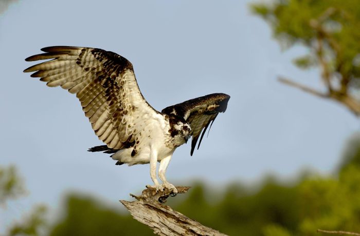 Seltene Vogelart: Erstmals Fischadler-Nachwuchs im Südwesten