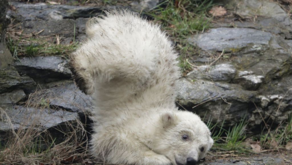  Ein tapsiges Eisbärenjunges und seine liebevolle Mutter - diesem Anblick kann sich im Berliner Tierpark gerade niemand entziehen. Ab Samstag können auch Besucher dahinschmelzen. 