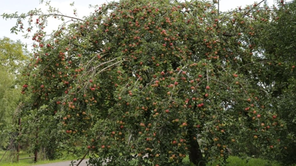 Apfelernte in Fellbach: Mostereien rechnen mit Schwemme