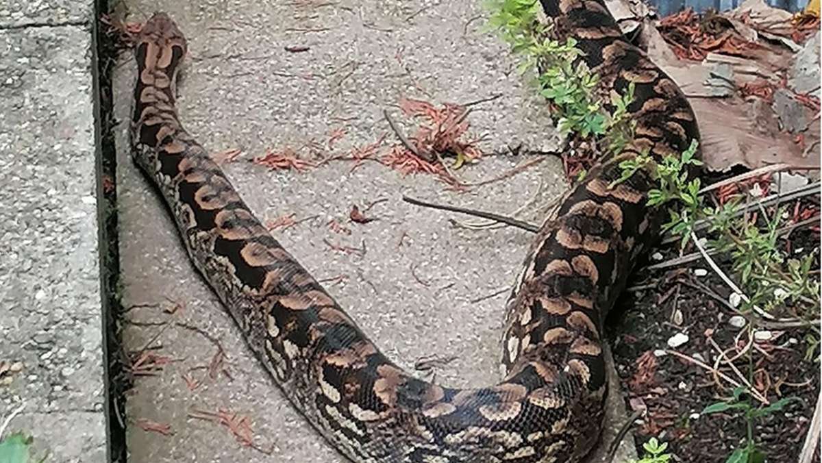 Kurioser Fund in Weinstadt: Zwei Meter lange Schlange im Garten entdeckt