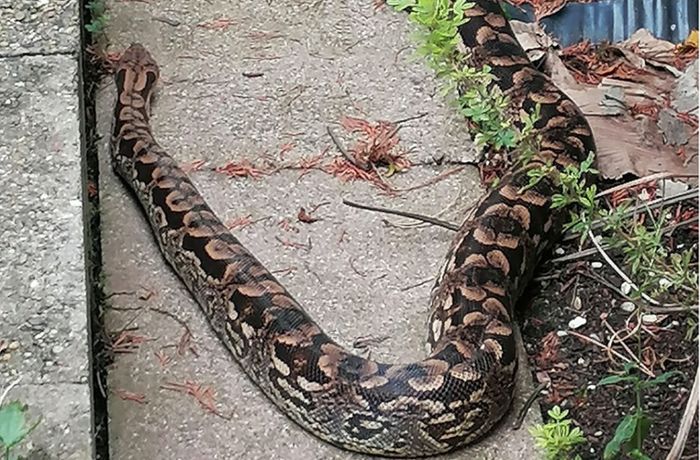 Zwei Meter lange Schlange im Garten entdeckt