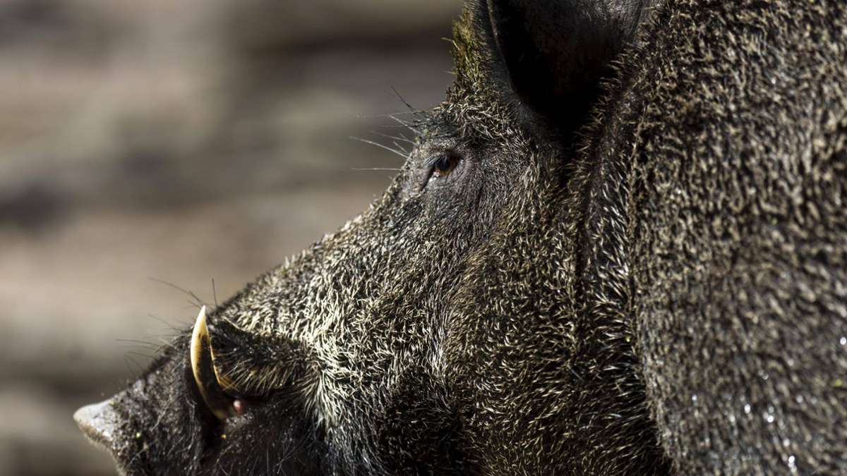 Bayern: Panisches Wildschwein  rennt in Restaurant umher