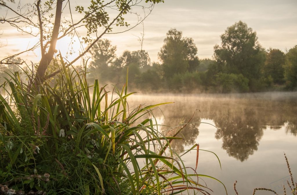 Eine mystische und zugleich bezaubernde Stimmung herrscht am frühen Morgen am Beutwangsee in Neckarhausen.