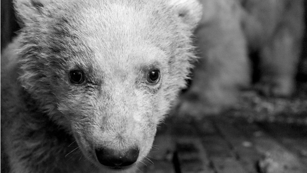 Berliner Eisbärenbaby ist tot: Im Tierpark ist man „fassungslos“