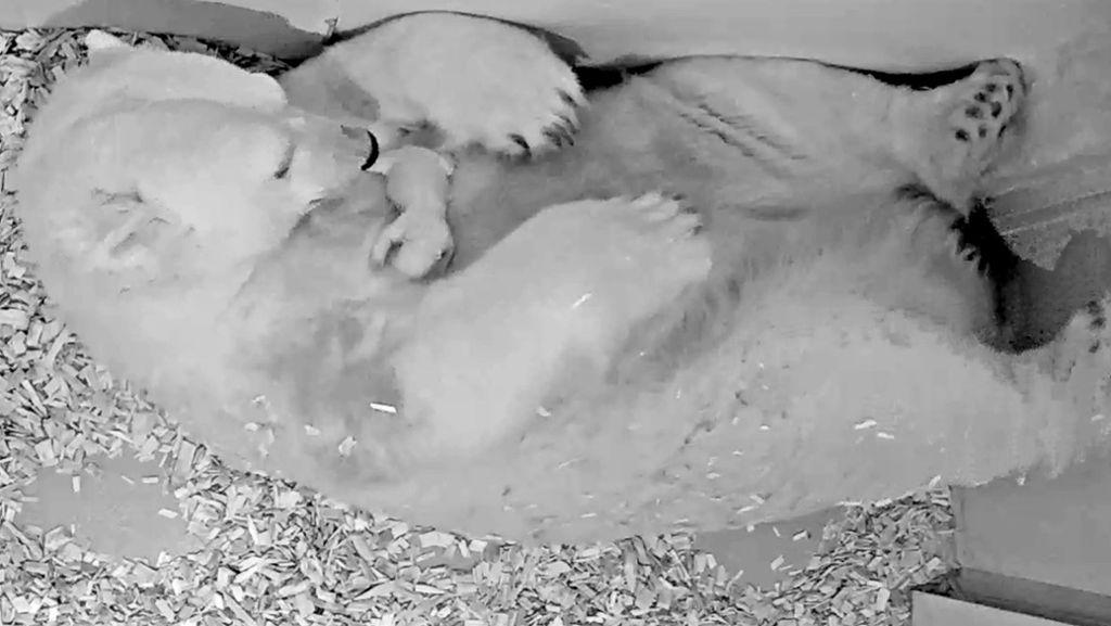  Genau neun Monate nach dem frühen Tod des kleinen Eisbären Fritz im Berliner Zoo gibt es nun wieder Grund zur Freude: Ein meerschweinchengroßes Eisbärenbaby wurde geboren. 