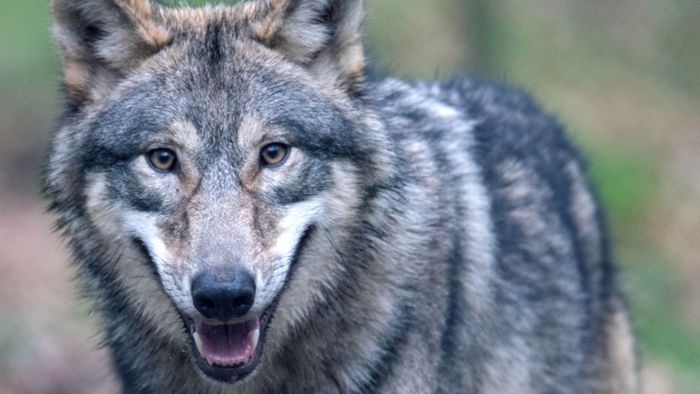 Wolf bei Aalen gesichtet: Tierhalter in der Region bangen um ihr Vieh