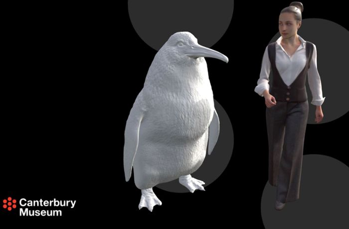 Neuseeland: Knochen von menschengroßem Riesenpinguin gefunden