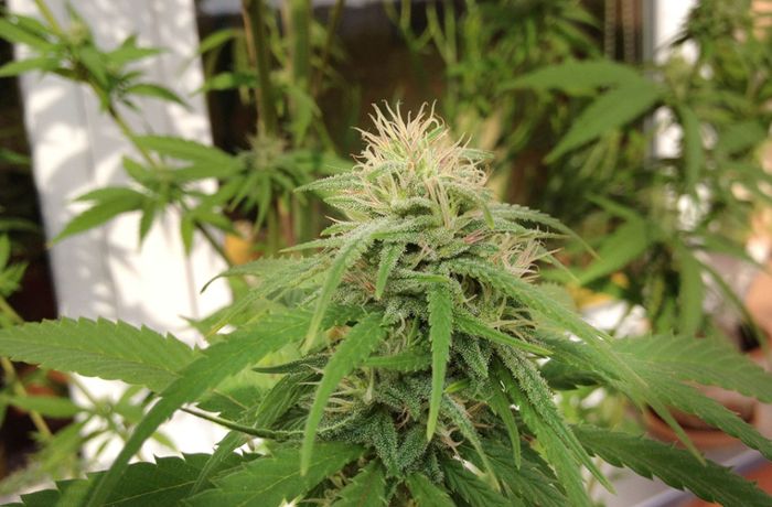 Darf der Vermieter den Anbau von Cannabis-Pflanzen  verbieten?