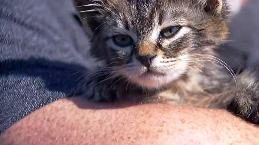 USA: Mann rettet an Straße geklebtes Kätzchen