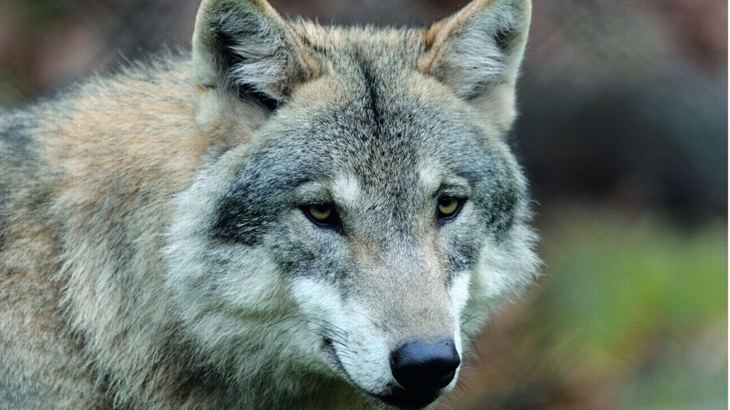 Wolf vermehrt sich weiter: 46 Rudel in Deutschland nachgewiesen