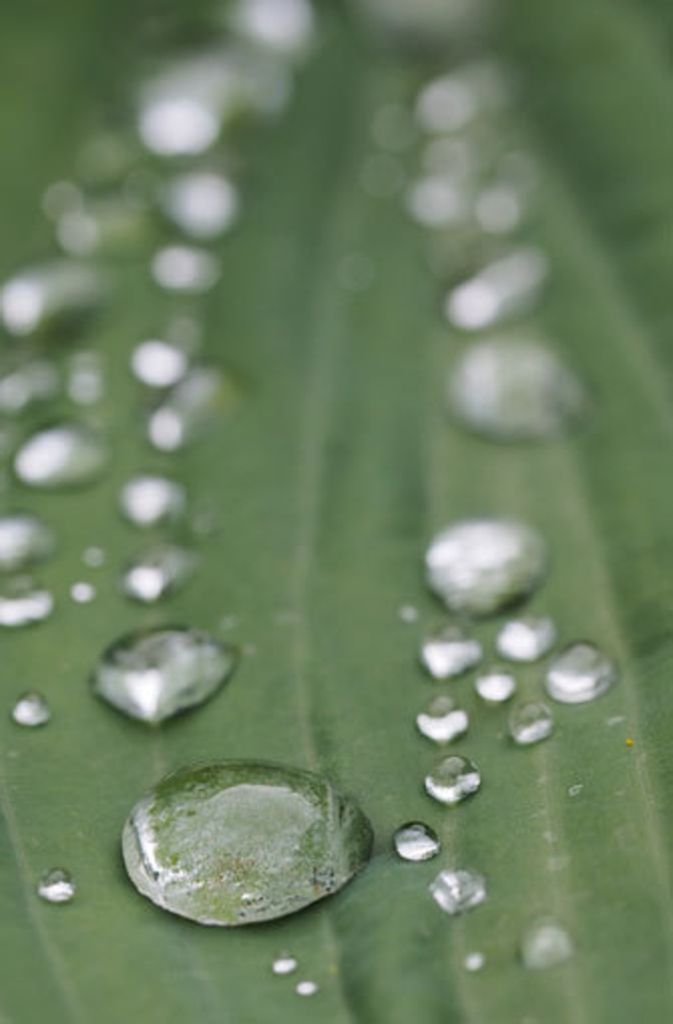Regentropfen und Pflanzen geben ein bezauberndes Fotomotiv ab.
