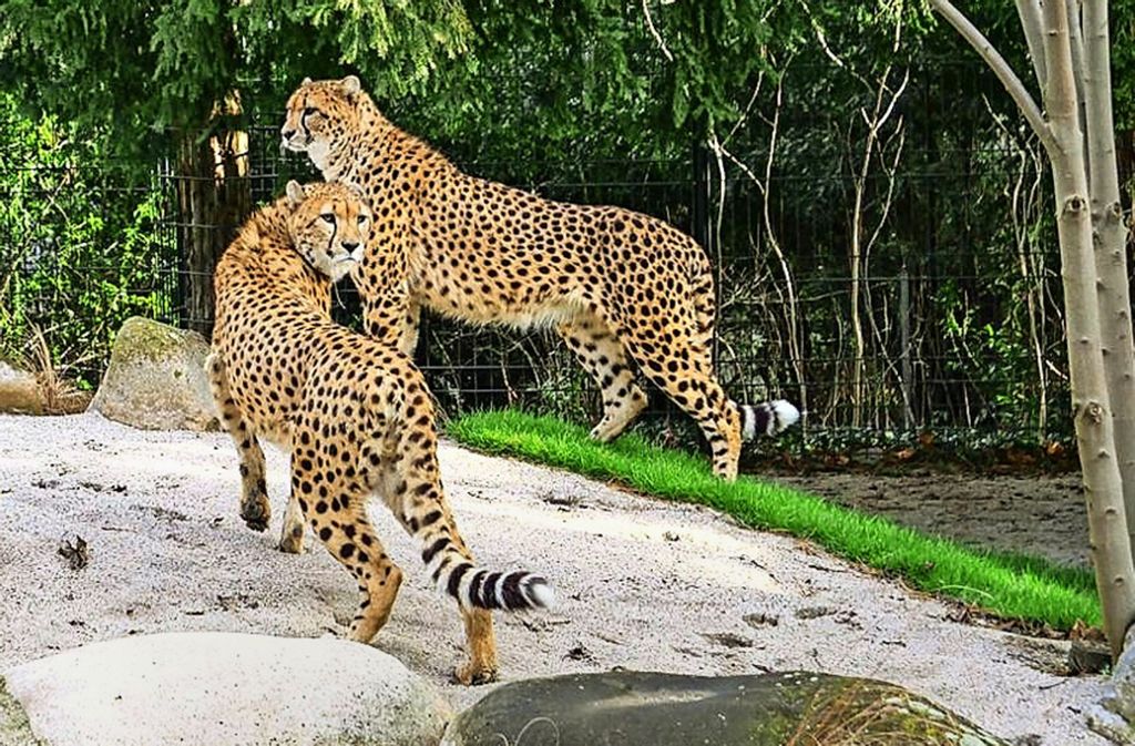 Die Geparden-Brüder Zawadi (links) und Haraka sind anderthalb Jahre alt. Die Tiere stammen aus Lyon in Frankreich und haben sich inzwischen gut eingelebt. Foto: Wilhelma Stuttgart/Inga Dauter