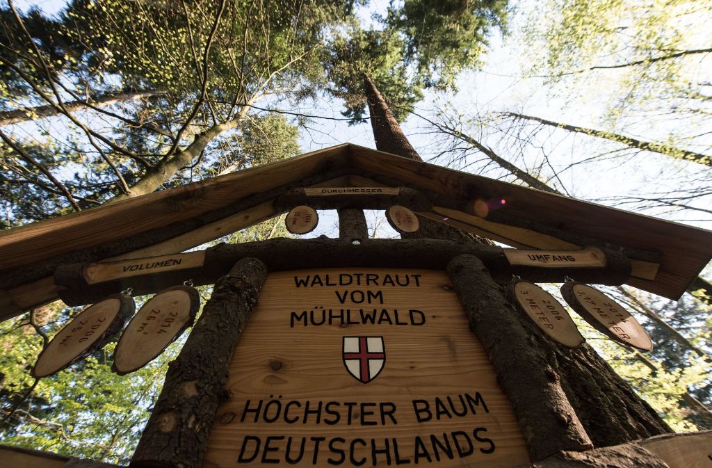Eine Douglasie im Stadtwald von Freiburg ist Deutschlands höchster Baum.