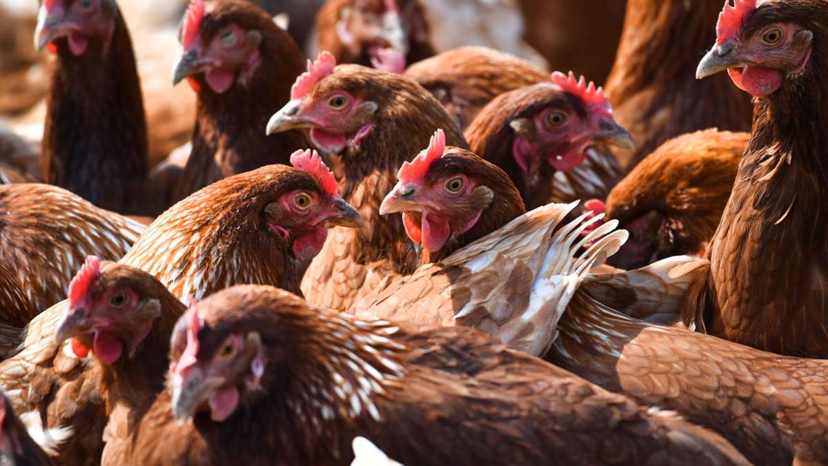  Eine Hühnerhalterin entdeckt 85 tote Tiere in ihrem Gehege im Kreis Rottweil.  Einige der Hühner wiesen Biss- oder Kratzverletzungen auf. 