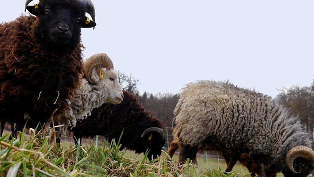 Schafe im Kreis Böblingen: Ein Biomäher für den perfekten Rasen