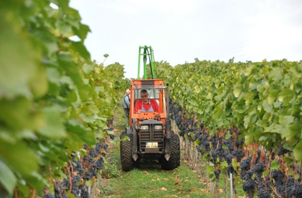Gerhard Schmid holt die Ernte mit dem Traktor aus dem Weinberg.