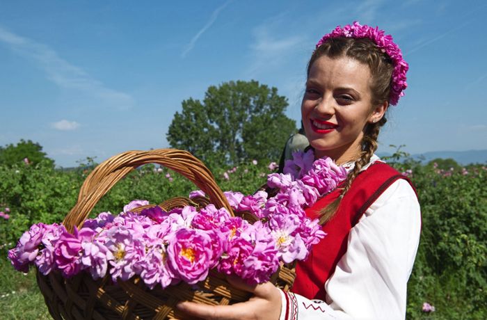 Reisen in Bulgarien: Rosenöl – immer der Nase nach