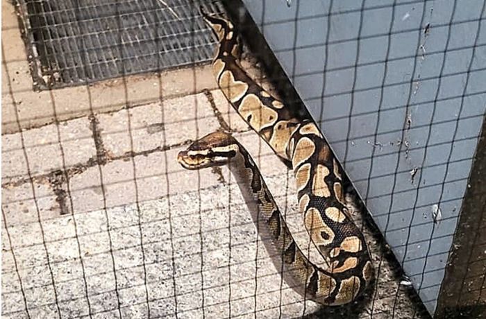 Python vor der Haustür
