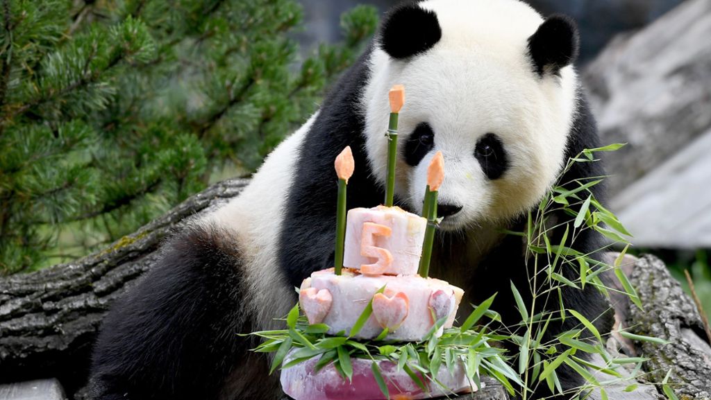 Berliner Zoo: Pandabärin erwartet wahrscheinlich Nachwuchs