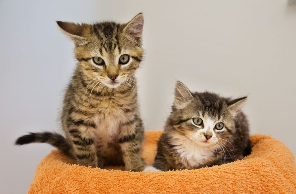 Vor allem kleine Kätzchen werden im Tierheim nachgefragt. Für diese zwei hat man bereits ein Zuhause gefunden.