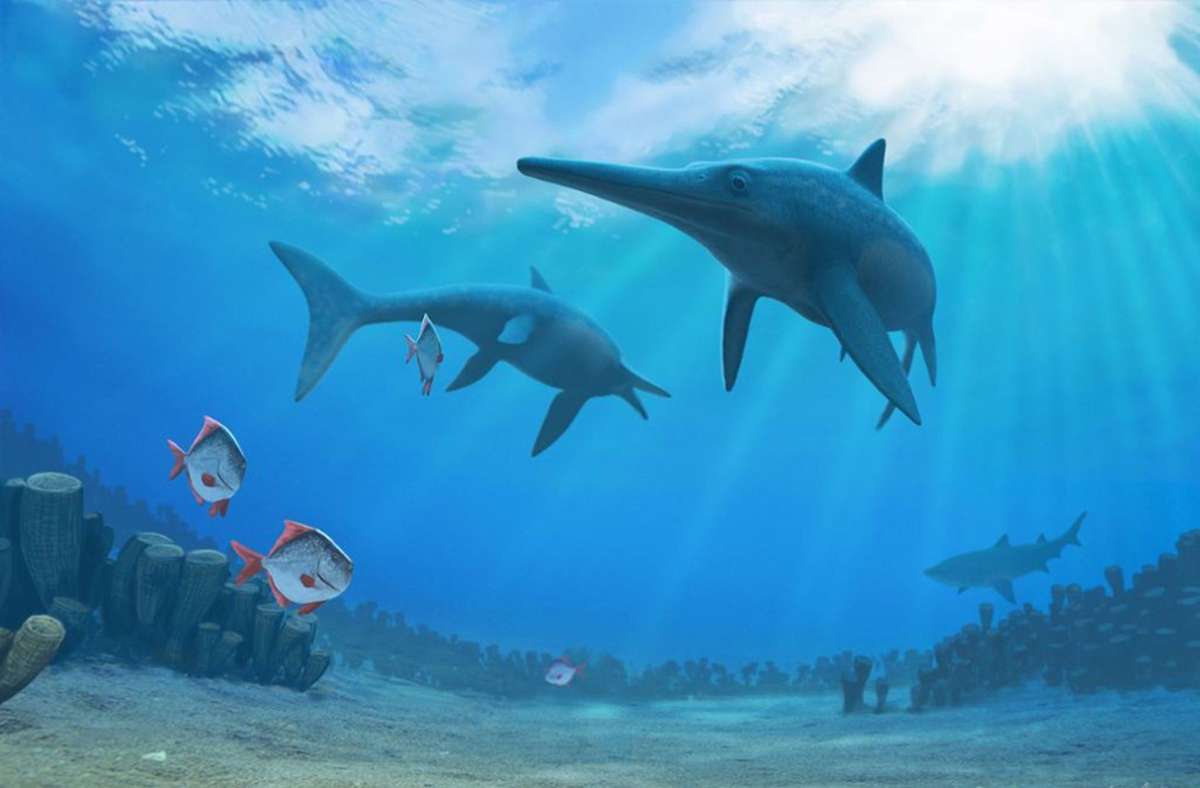 Zwei Ichthyosaurier: Diese Fischsaurier waren vollständig an das Leben im Wasser angepasst und lebten ausschließlich im Meer. Ichthyosaurier lebten über einen Zeitraum von über 150 Millionen Jahren und starben vor 93 Millionen Jahren zu Beginn der Oberen Kreide aus, etwa 30 Millionen Jahre vor dem Aussterben der Dinosaurier.