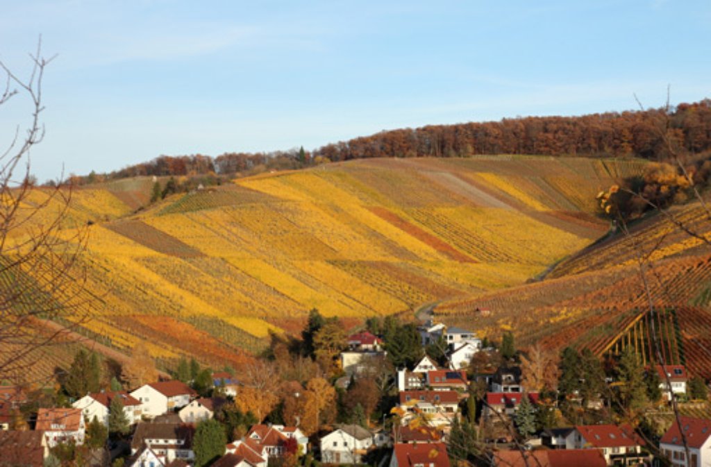 Auch die Weinberge bei Strümpfelbach leuchten in warmen Gelbtönen.