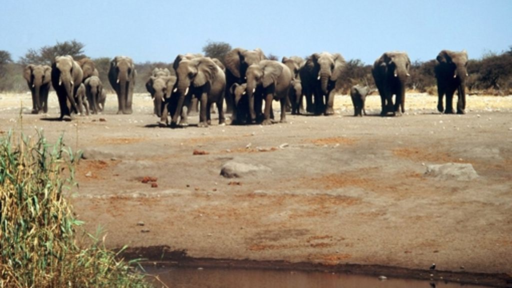Dürre in Afrika: Namibia sitzt auf einer Wasserblase