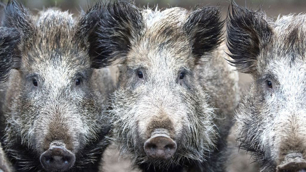 B29 in Weinstadt: Acht Wildschweine angefahren und getötet