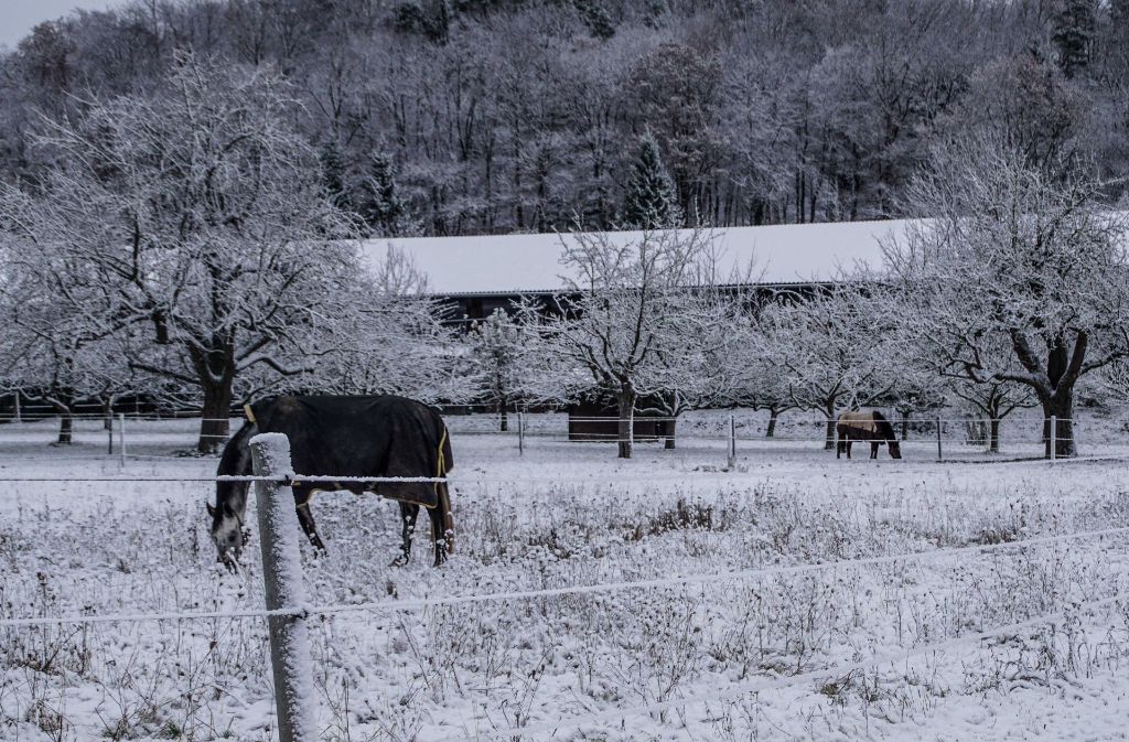 Diesen Pferden bei Renningen machte das Wetter nichts aus.