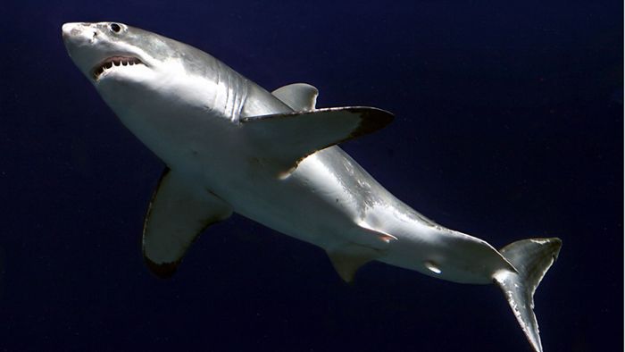 US-Touristin von Hai getötet