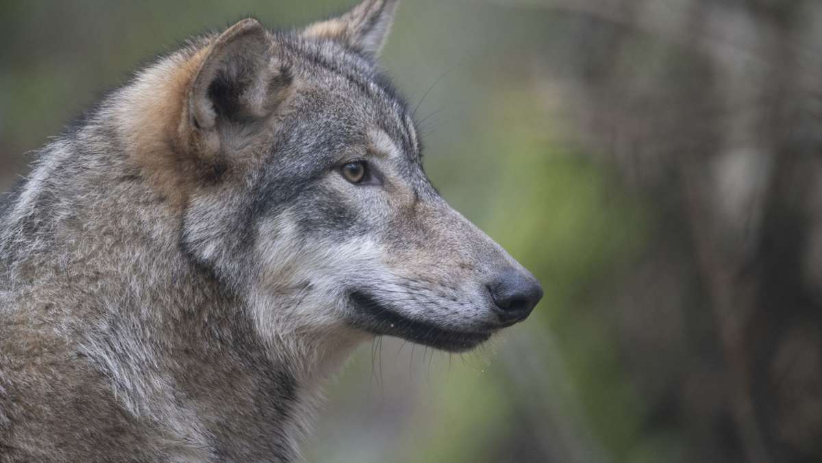 Baden-Württemberg: Nur noch drei Wölfe streunen dauerhaft durch die Wälder