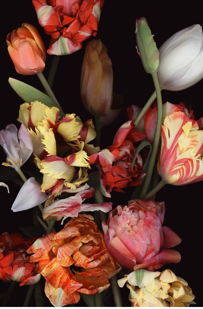 Diese üppige Blütenpracht hat Luzia Simons nicht im eigentlichen Sinne fotografiert, sondern mithilfe eines Scanners festgehalten.