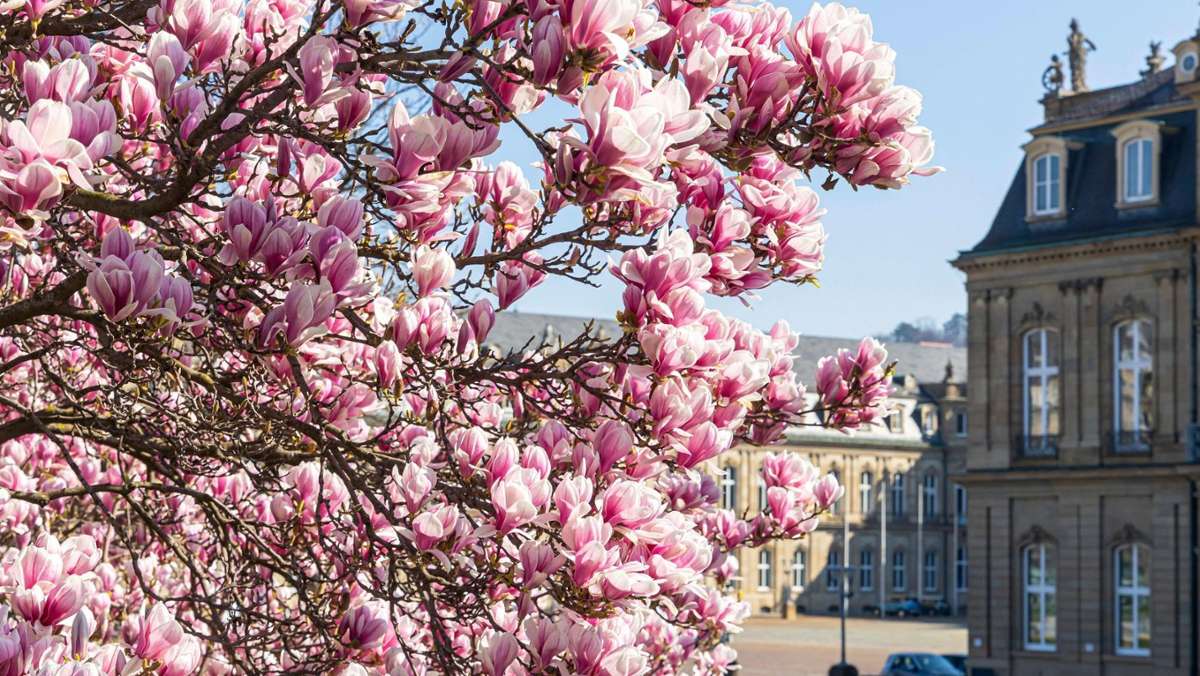 Stuttgart blüht auf: Hier gibts Magnolien- und Kirschbäume im Kessel