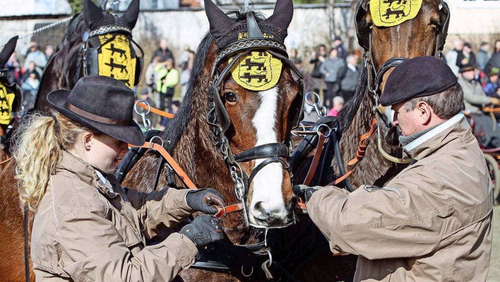 Pferdemarkt in Leonberg: Im ganzen Städtle steppt der Gaul