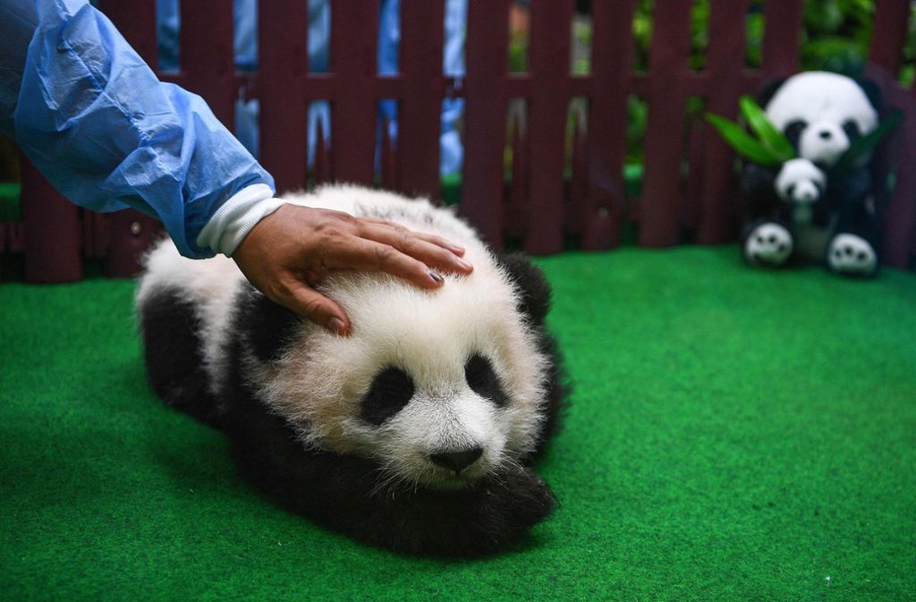 Streicheleinheiten für das vier Monate alte Panda-Baby.