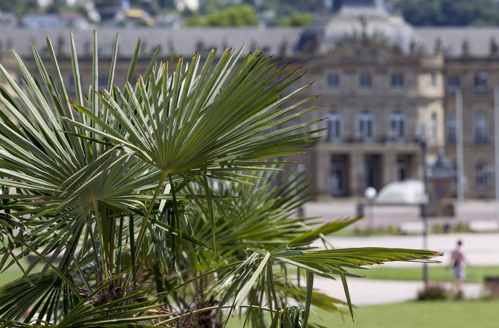 Wie im Süden: Palmen am Schlossplatz.