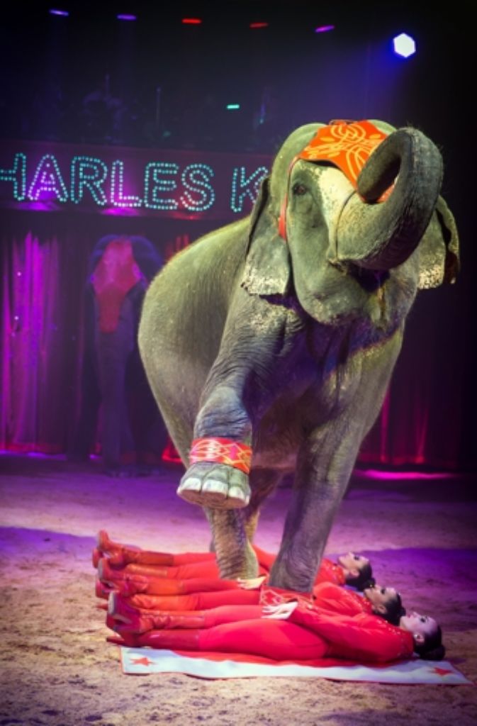 Exotische Tiere sind ein fester Bestandteil der Auftritte vom Zirkus Knie.