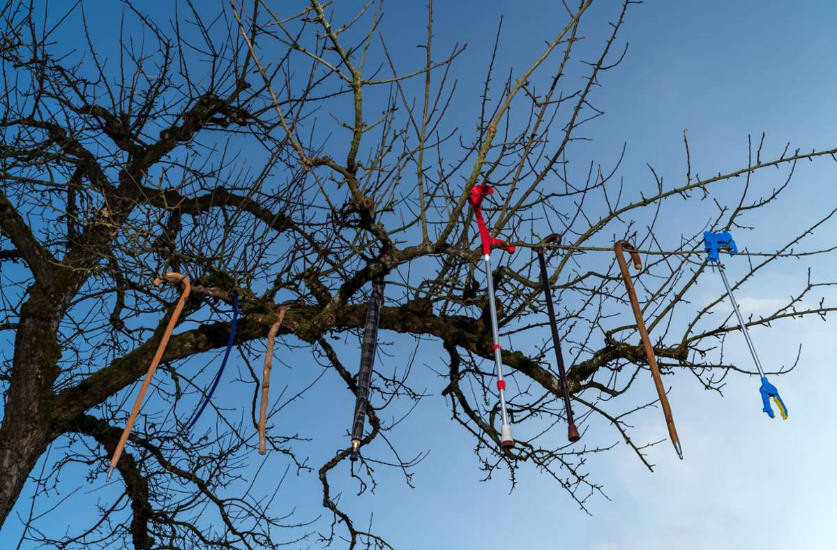Die Stöcke und Krücken des Opas, der nicht mehr gut gehen kann, im Baum hinterm Haus in Plüderhausen.