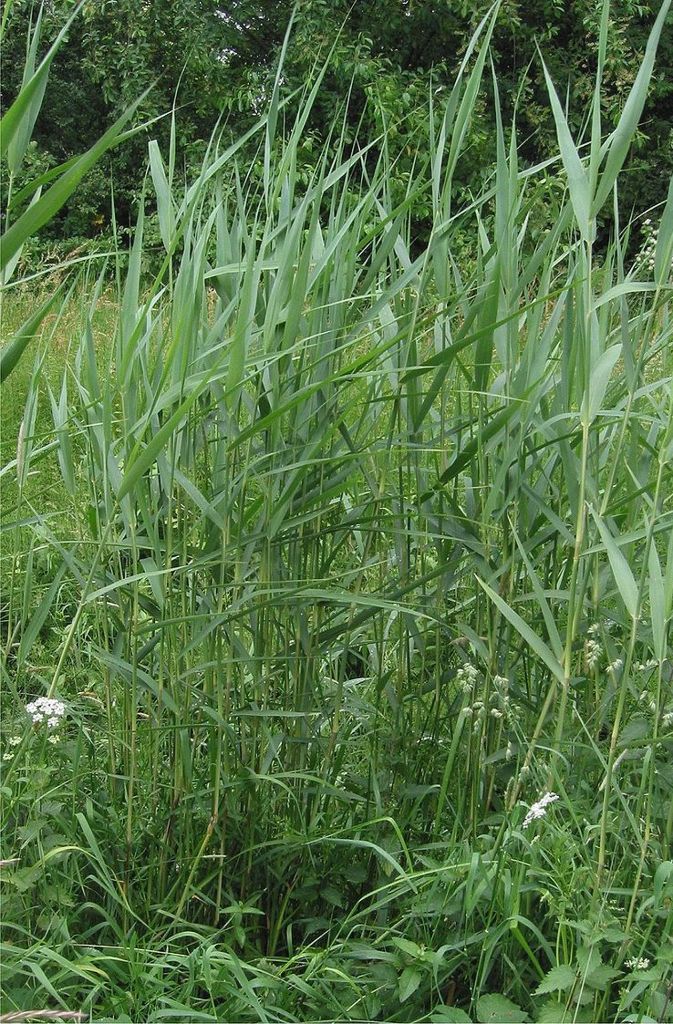 Das Schilfrohr (Phragmites australis) wächst auf Moorwiesen, in Quellmooren oder im Uferbereich von Gewässern. Die Blütezeit reicht bei dieser Art von Juli bis September, die Blüten werden durch den Wind bestäubt