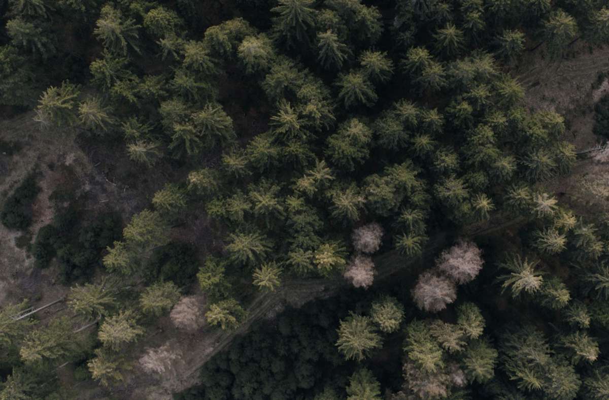 Wald beim Höllental