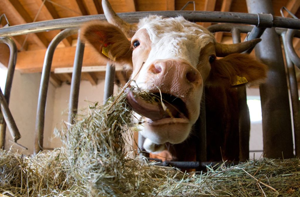 Auf dem Reyerhof leben glückliche Kühe in einem Stall mitten in Möhringen – sie bekommen im Frühjahr und Sommer täglich Grünfutter. Die Bio-Milch wird im Hofladen verkauft.