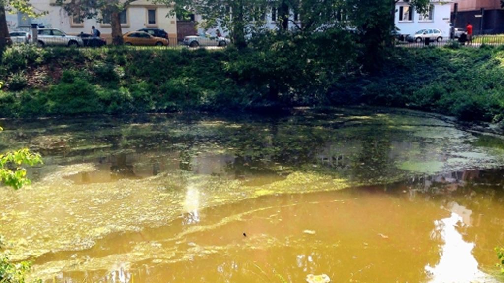 Feuersee: Alle Jahre wieder  stinkt der See