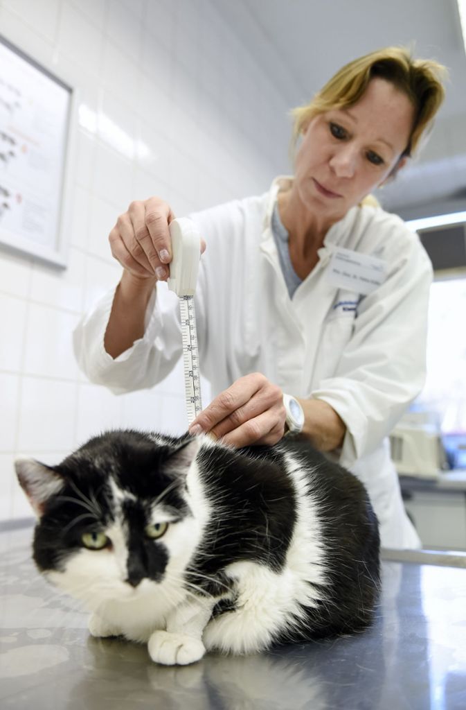 Tierärztin Petra Kölle misst den Körperumfang der Katze.