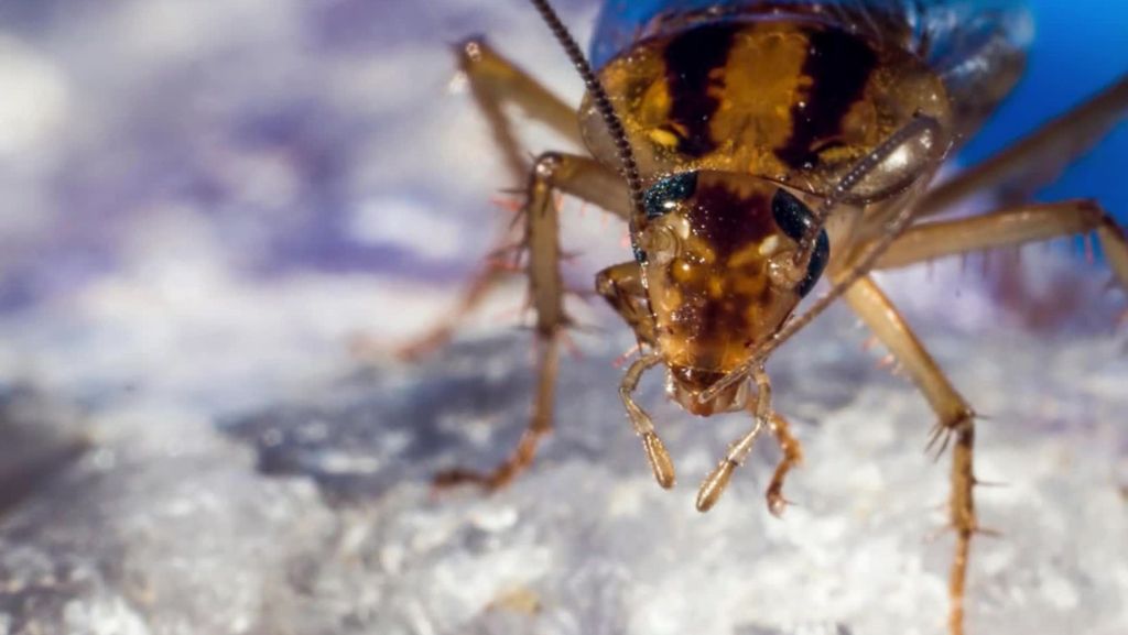 Deutsche Kakerlake: Schabe laut Forschern immun gegen Gift