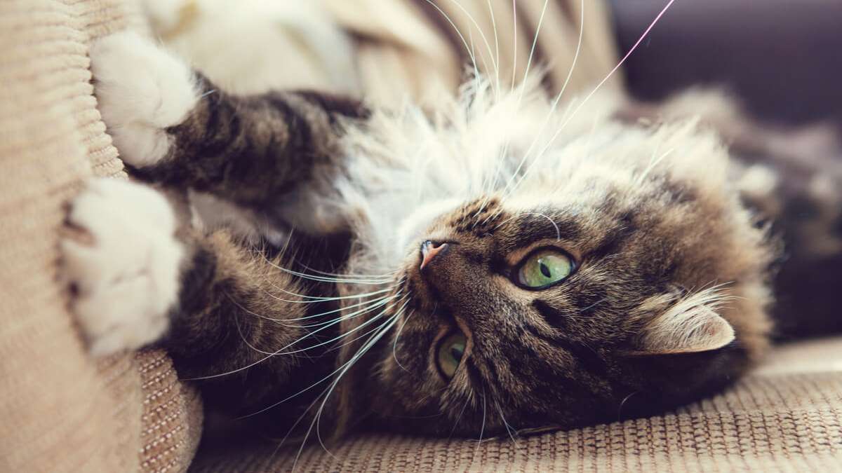 Erfahren Sie die 6 Gründe, warum Katzen kratzen und wie Sie das Kratzen Ihrer Hauskatze abgewöhnen.