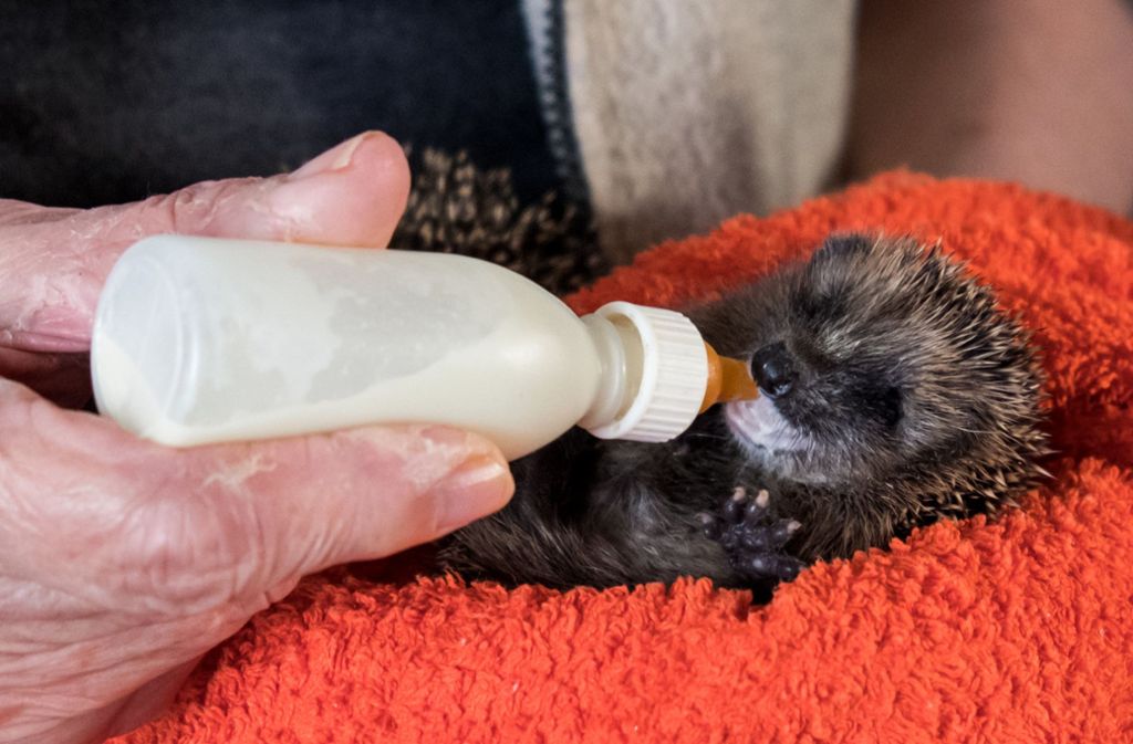 Die ganz kleinen Igel-Babys werden mit der Flasche gefüttert – sie haben noch keine Zähne.
