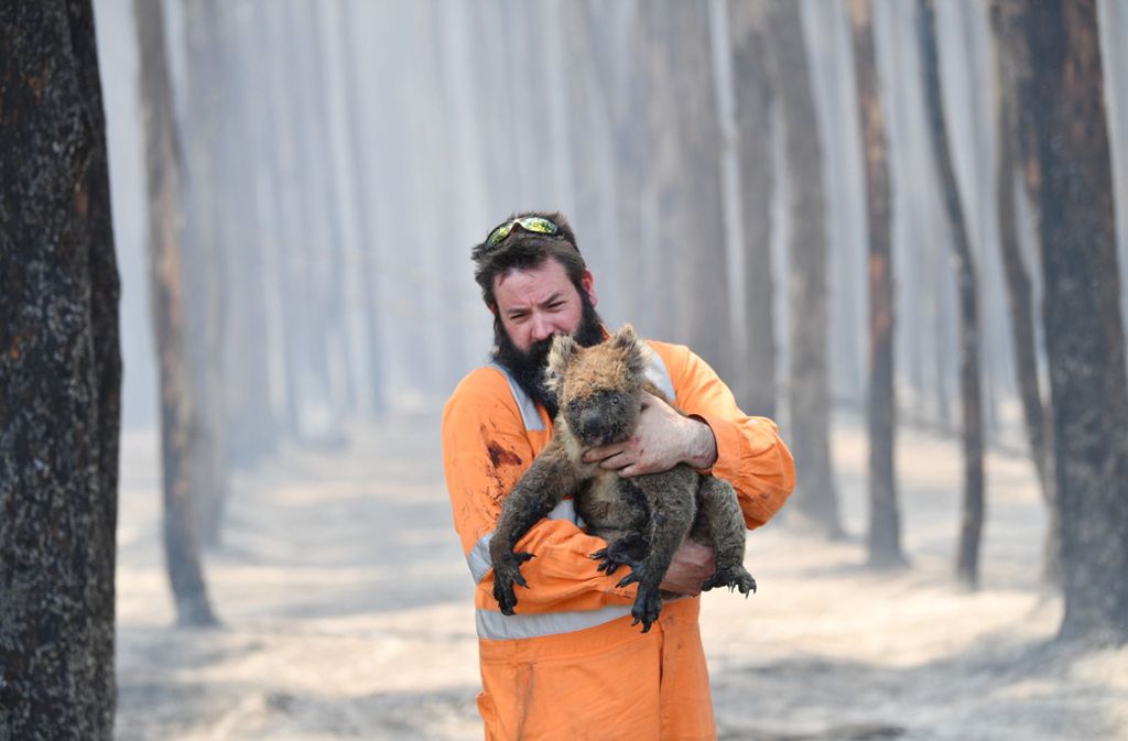Ein Retter trägt einen Koala aus einem Wald auf Kangaroo Island. Die Brände könnten viele Arten an den Rand des Aussterbens bringen, sagen Experten.