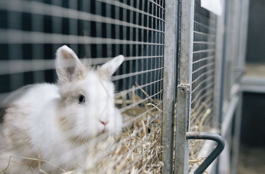Im Böblinger Tierheim warten auch mehrere Kaninchen auf ein neues Zuhause.