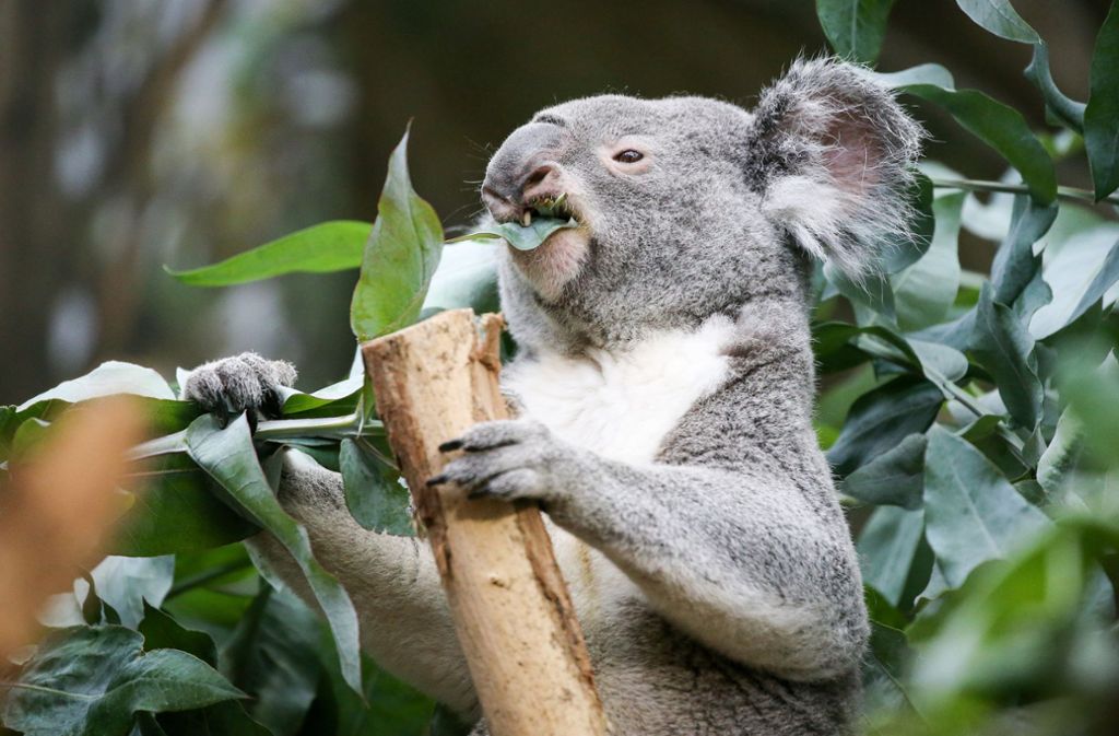 Ein ganz neuer Bewohner der Wilhelma soll der Koala – hier ein Exemplar im Zoo von Leipzig – werden. Die Wilhelma will das alte Menschenaffenhaus 2021 zum Australienhaus machen. Mit Koalas, Quolls (Beutelmarder), Baumkängurus und Gleitbeutlern.